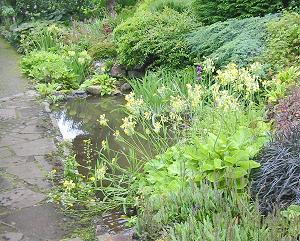 Primulas by the pond at Gruinard Gruinard-garden2 (30K)